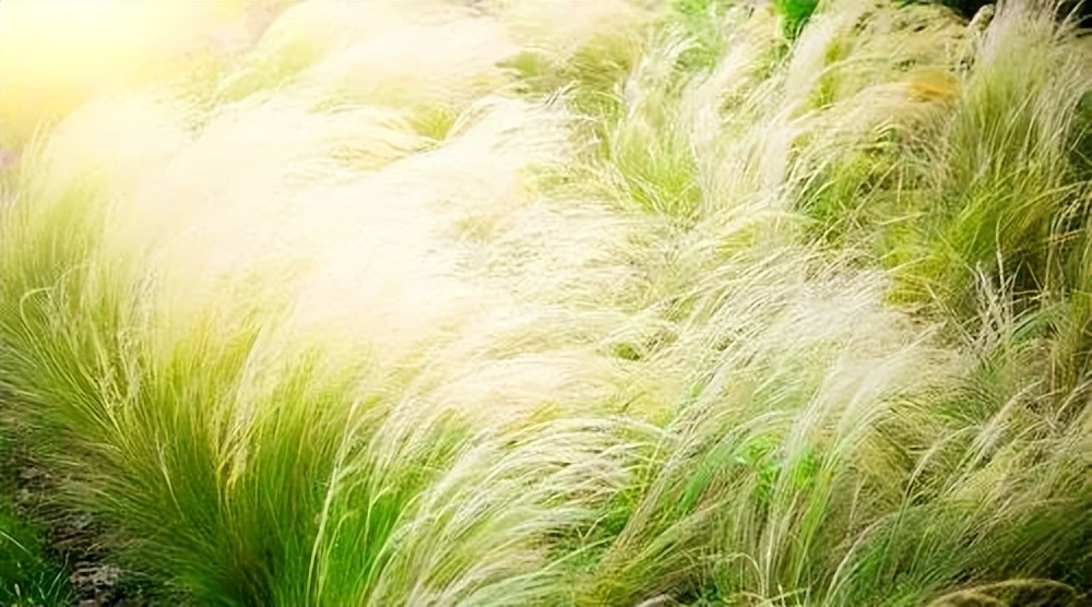 潘帕斯雄鹰阿根廷夺冠,潘帕斯雄鹰捧起大力神杯