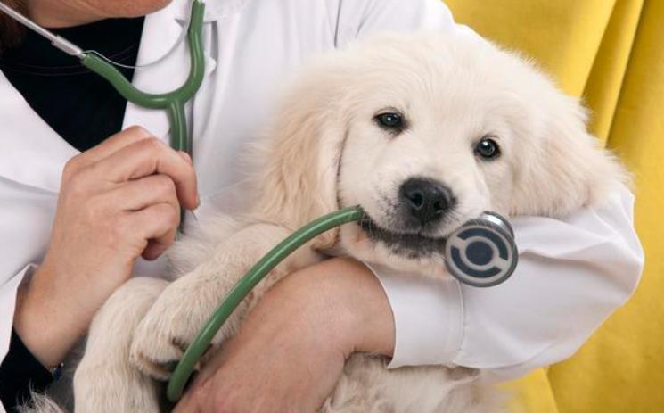 狗狗呕吐怎么治疗最佳方法,狗狗呕吐怎么办别慌教你轻松解决