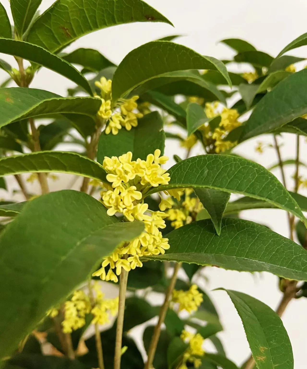 俗语“屋里有三花，非富即贵家”，说的是什么花？看你家有没有？