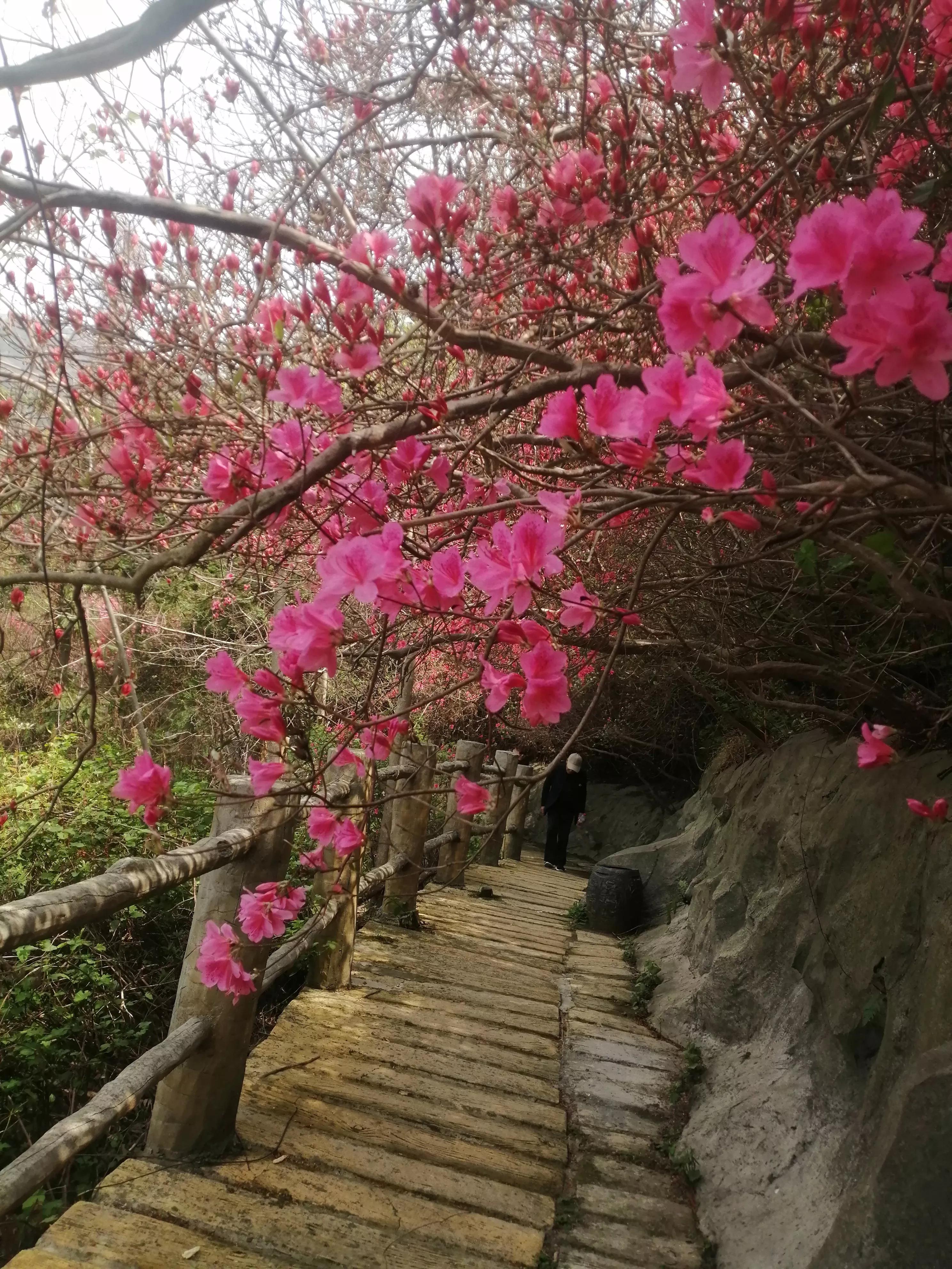 最美映山红完整版,最美映山红图片