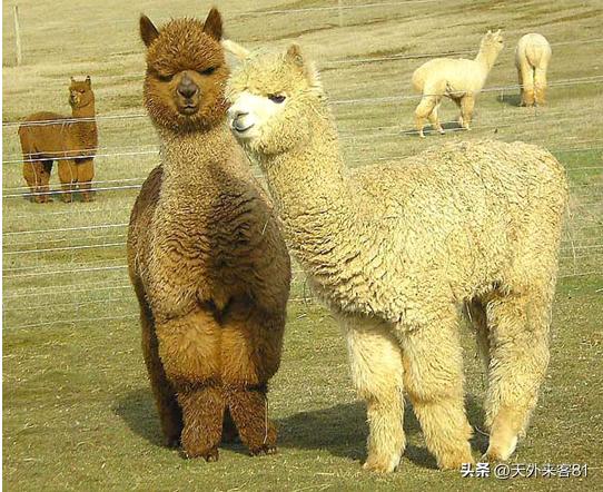 每日一动物：羊驼「yángtuó」
