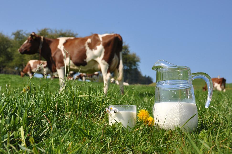 造成母牛流产的因素及防治措施,母牛流产死胎是什么原因造成的