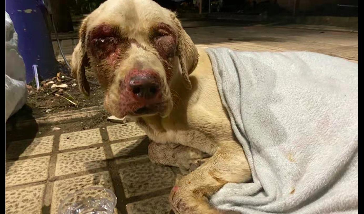 被人遗弃的拉布拉多怎么办,拉布拉多寄养生病被弃养