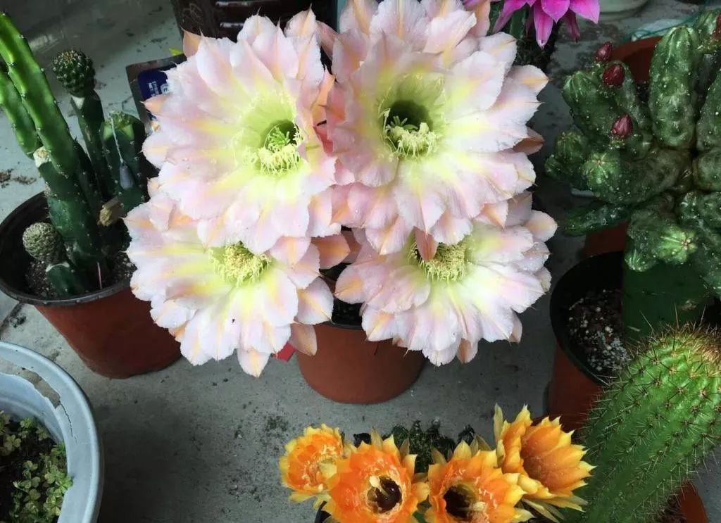 200种·仙人球开花图鉴，大开眼界，美到爆