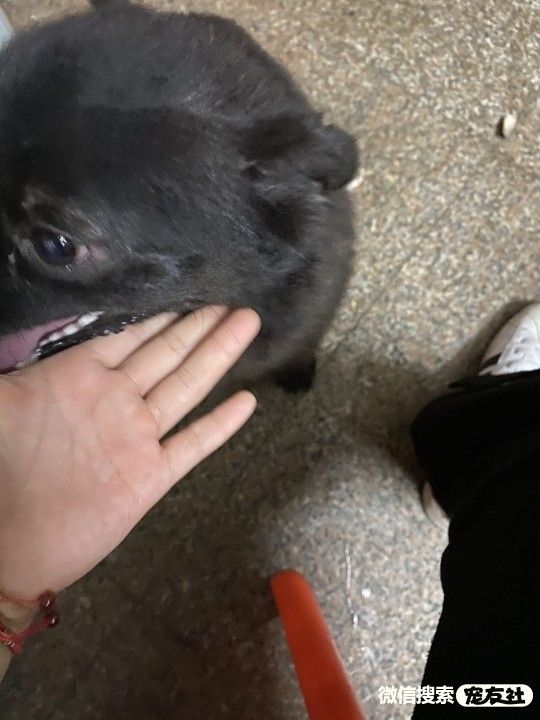 宠物领养、全国宠物*养送**、押金无偿免费领养 20220720