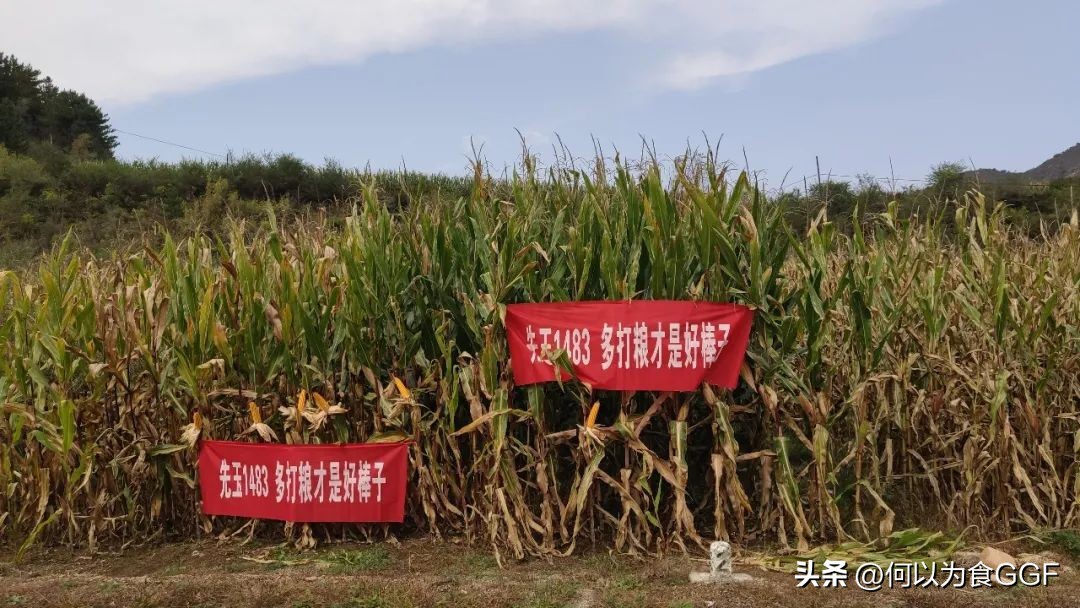 农村大锅菜的做法和技巧,农村真正的正宗的大锅菜