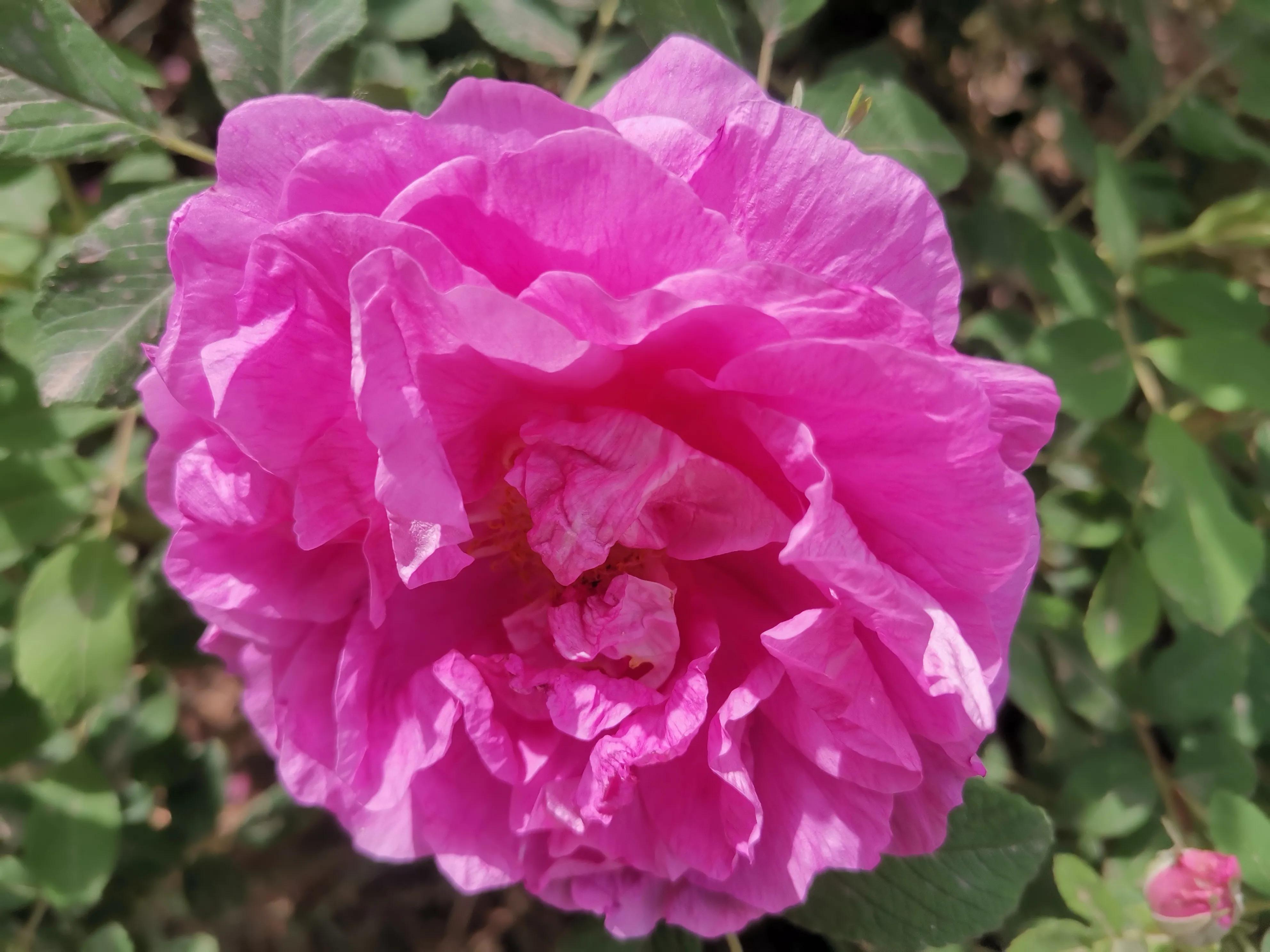 像玫瑰花绽放七律,七律深秋鲜花绽放