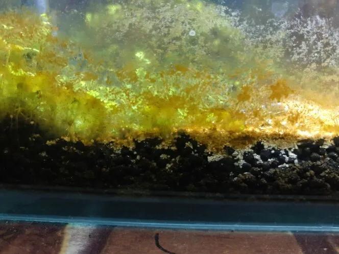 养什么能把玻璃鱼缸清理干净,鱼缸玻璃上的黄垢怎样避免