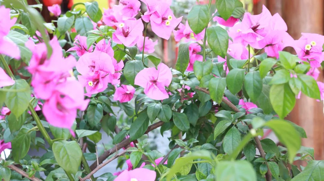 上嘴唇过敏性皮炎是什么症状,过敏性皮炎的症状及治疗方法