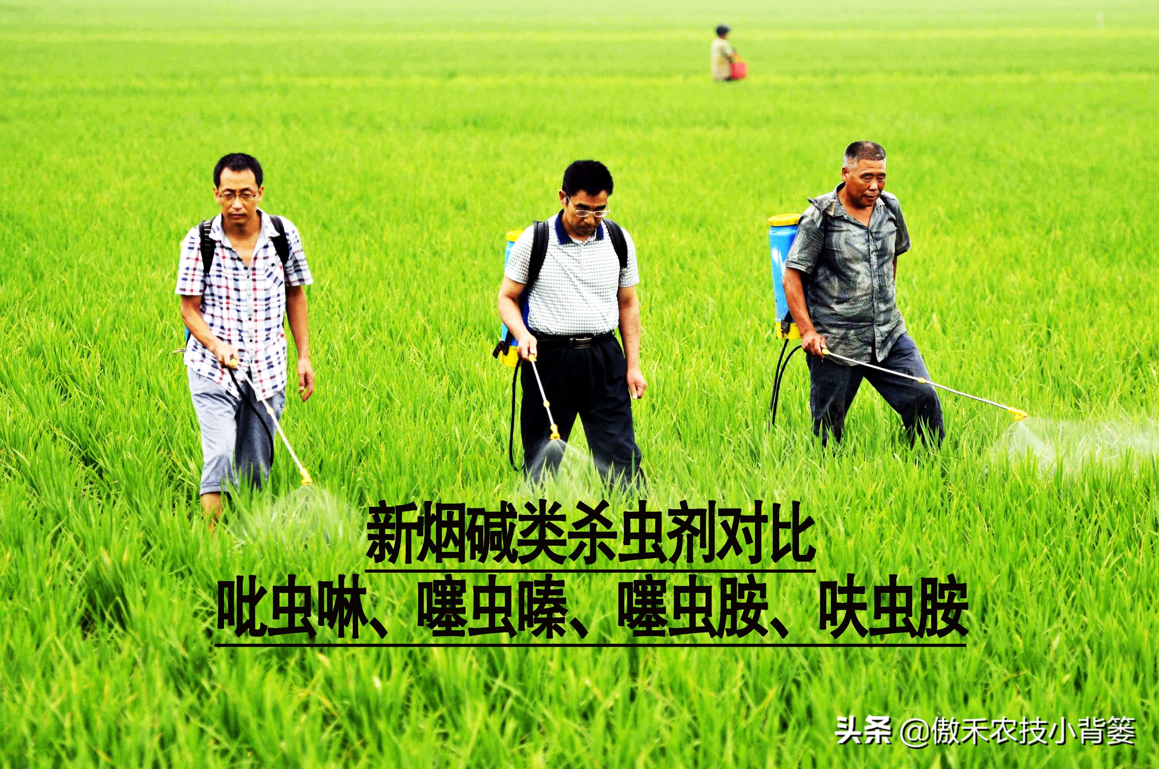 杀虫剂吡虫啉和啶虫脒有什么区别,吡虫噻嗪酮吡虫啉