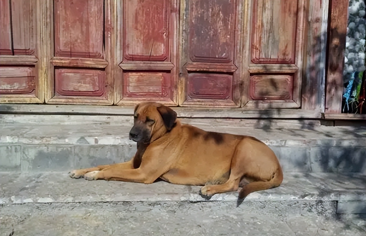 为什么有人收购十几年的老狗,为什么收购十年以上老狗