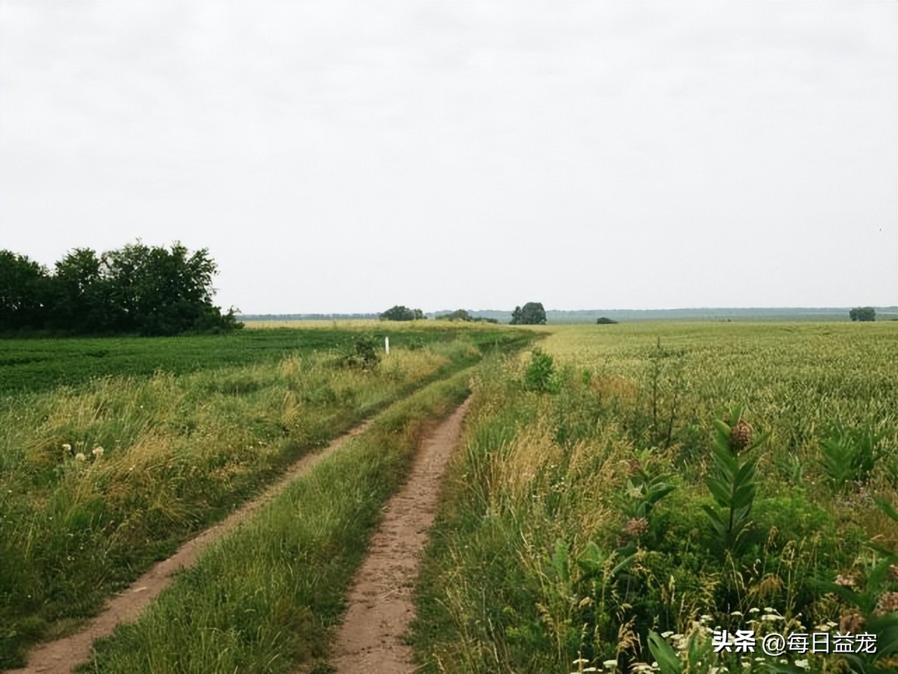 老奶奶意外失踪，机智黑猫四处找人帮忙，这才把人成功救出