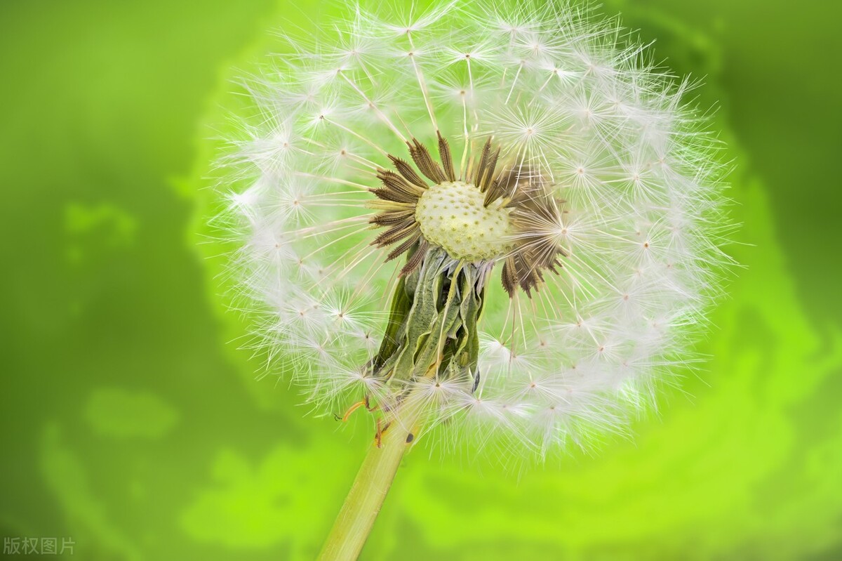 阳虚体质能喝茶吗,阳虚体质不能喝什么茶呢
