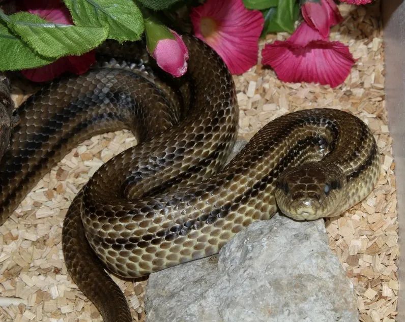 「原来欧洲有这么多种蛇？！」偷师卡塞尔的豢龙大师·下