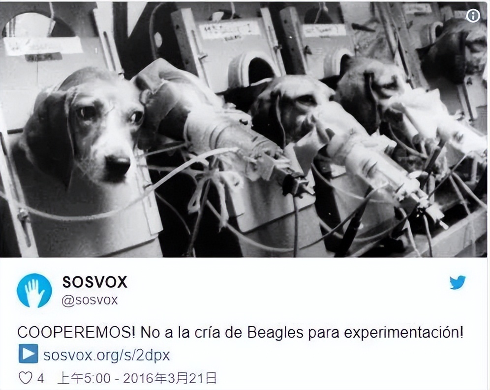 为证明吸烟无害，英国*草烟**公司用48只狗做实验：3年每天抽100根烟