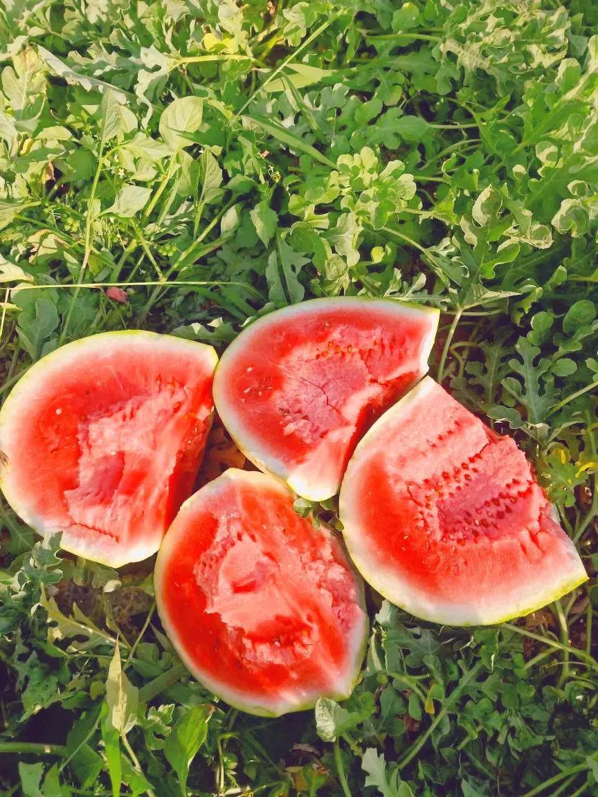 中国八个西瓜之乡,中国十大西瓜之乡名单