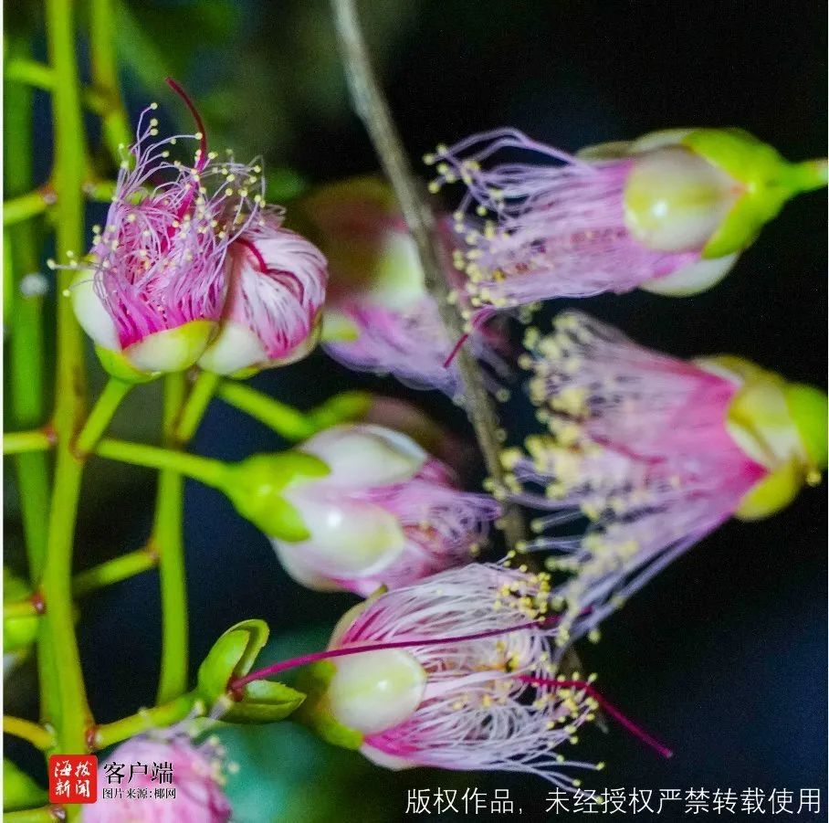 蹲点报道！玉蕊花开香七里，儋州千年古村成网红打卡地，村民吃上“旅游饭”