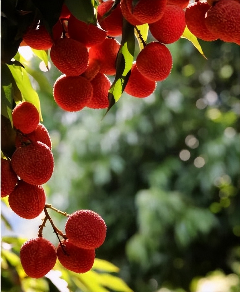 妃子笑荔枝卖出白菜价,荔枝妃子笑了果农哭了原因很戳心