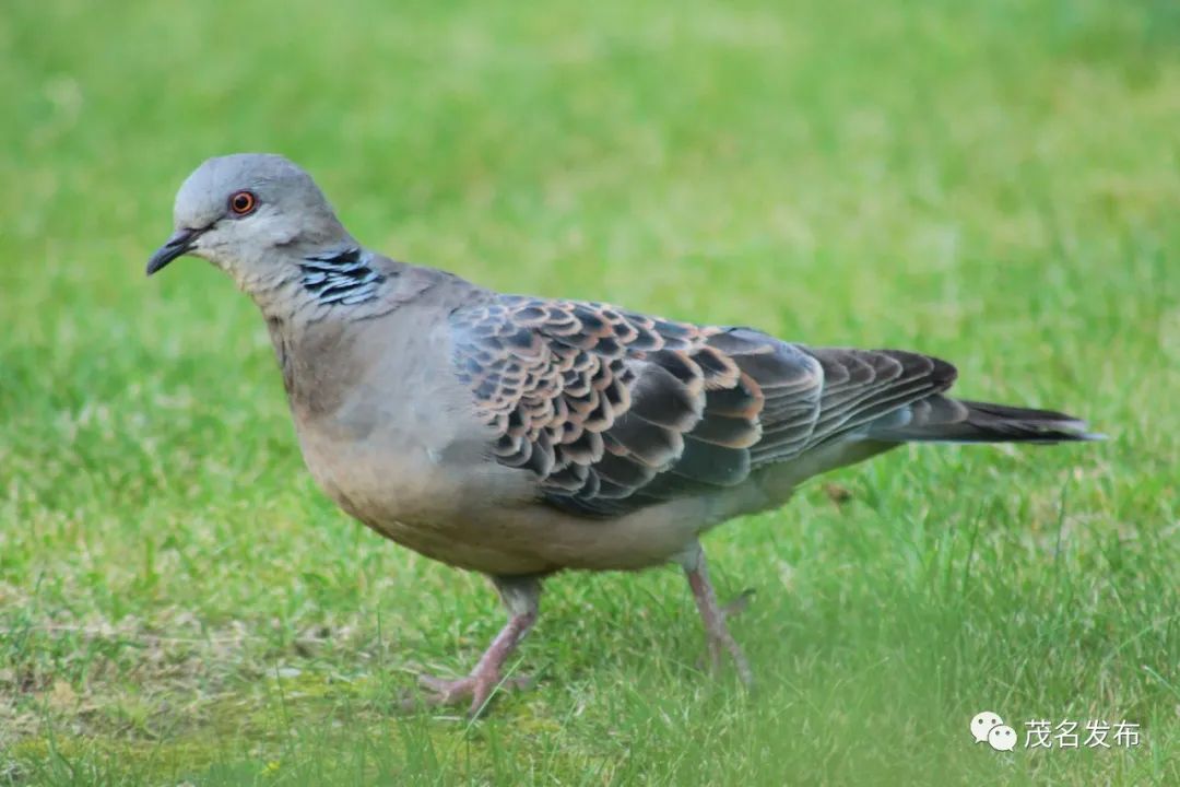 浙江神奇物种,茂名发现新物种