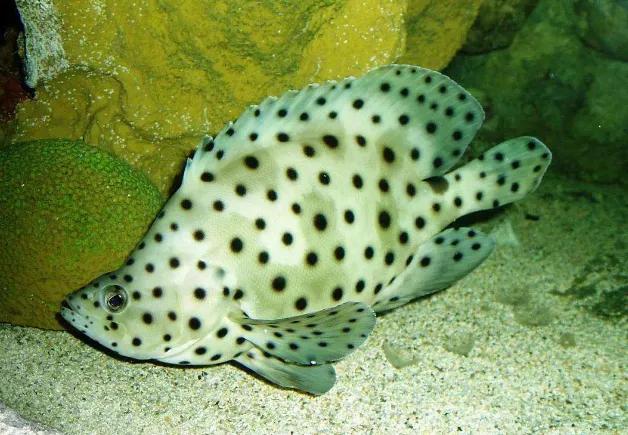 鱼类食材大全名称图片,鱼类菜谱大全100种