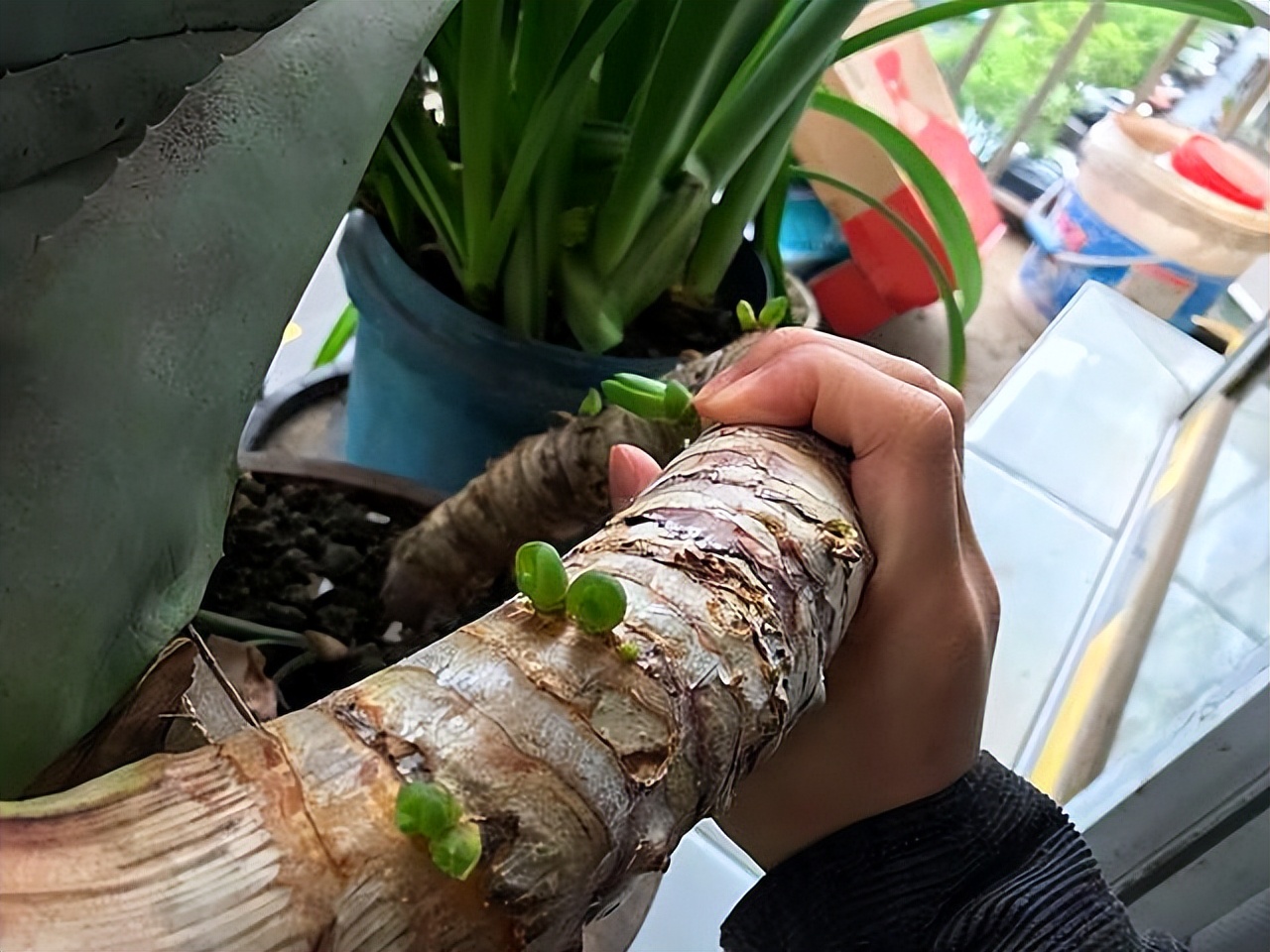 命苦不苦就看五十五什么意思,老年苦不苦就看六十五什么意思