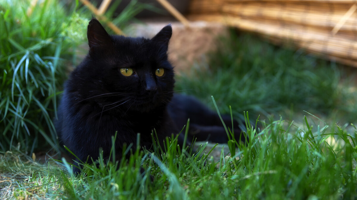 中华田园猫黑猫和孟买猫怎么区分,中华田园猫12个品种图哪个最好养