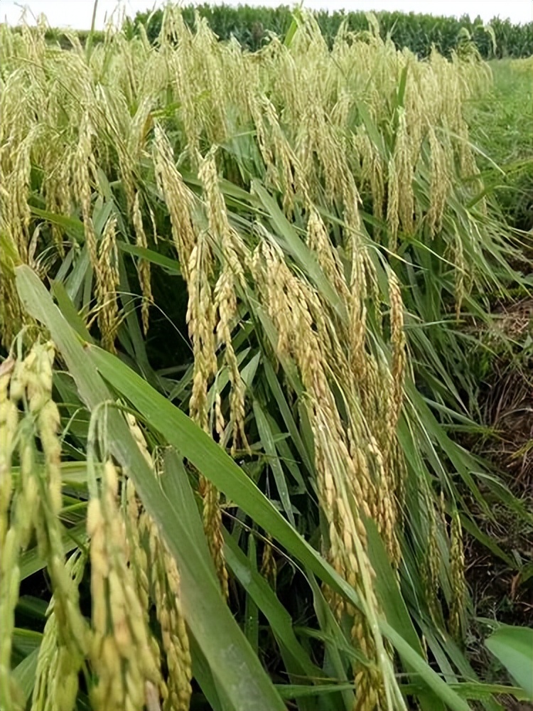 谁在砸中国人饭碗？200万年形成的“土中熊猫”，被4元贱卖给美日