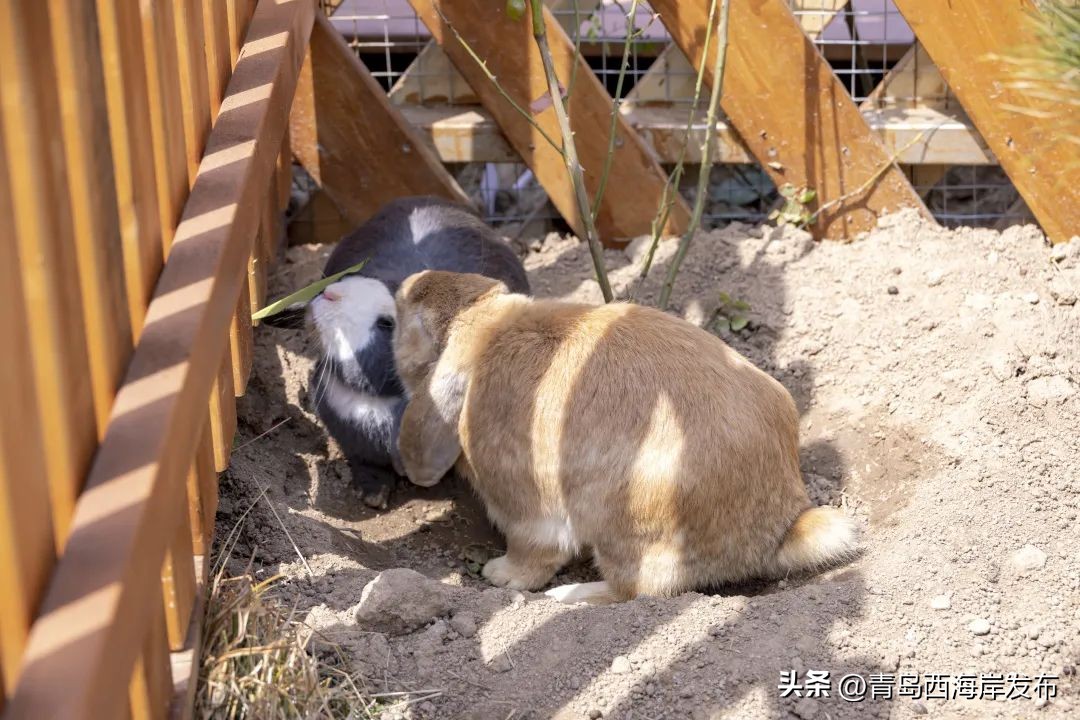 现实版小森林，这些藏在西海岸周边的乡野太治愈
