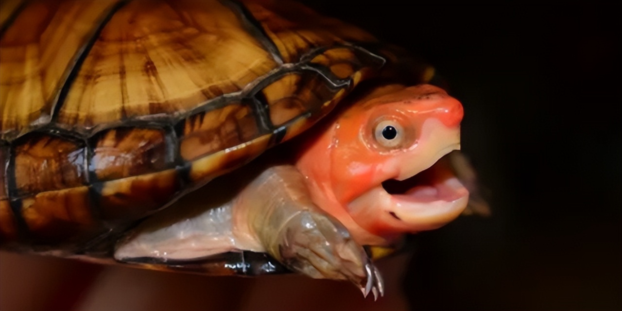 乌龟腐皮腐甲是什么原因,聚维酮碘治疗乌龟腐甲腐皮