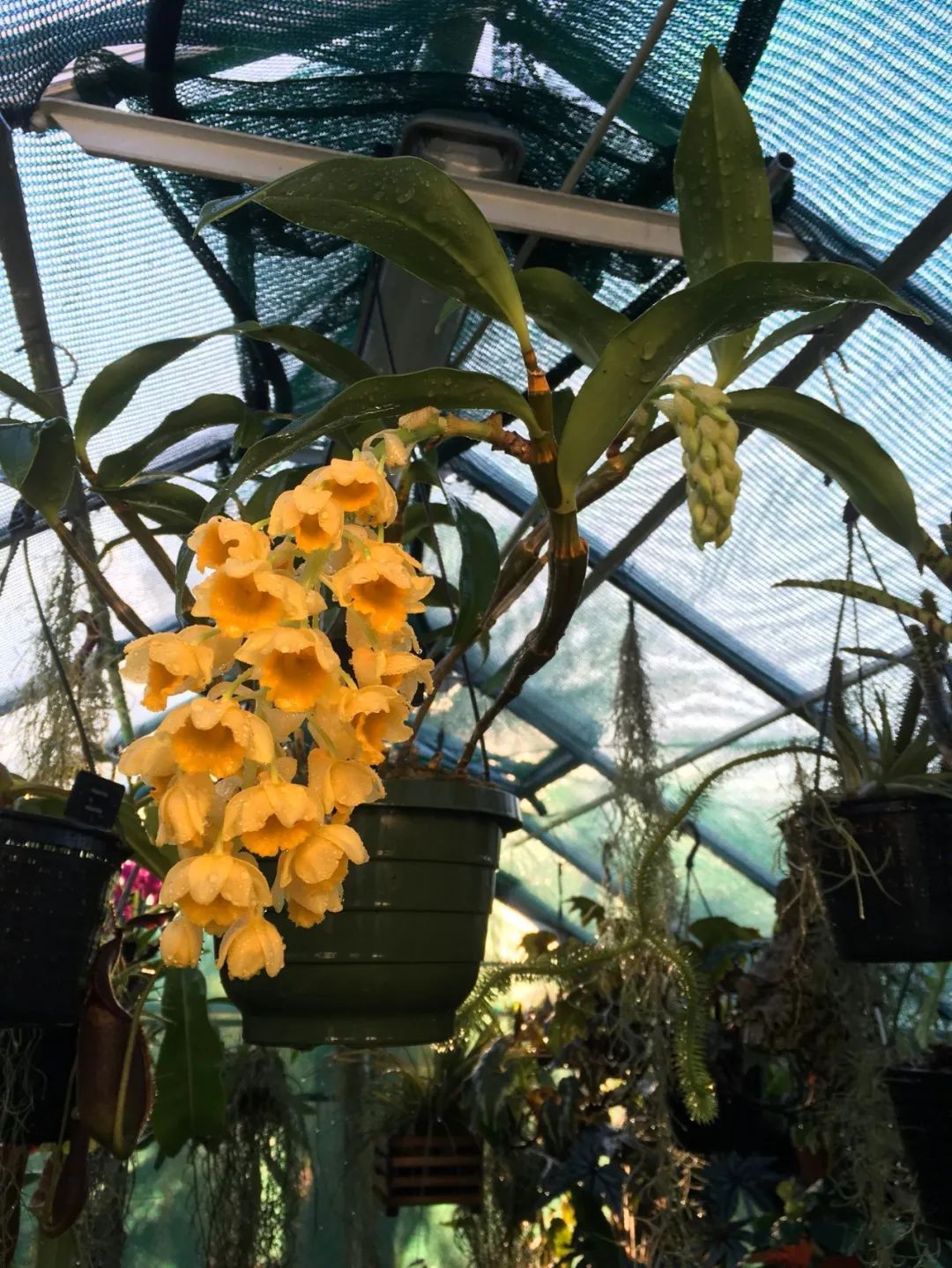 石斛兰花盛开香气四溢,石斛兰花怎么养才好看