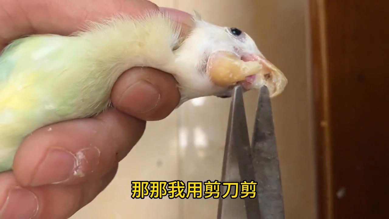 牡丹鹦鹉的喙长了是什么原因,牡丹鹦鹉下喙过长怎么办