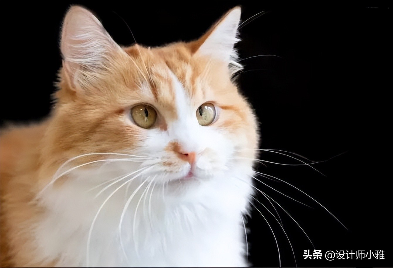 ps抠图技巧ps高级精细抠图方法,用photoshop软件抠图有哪些抠图方法