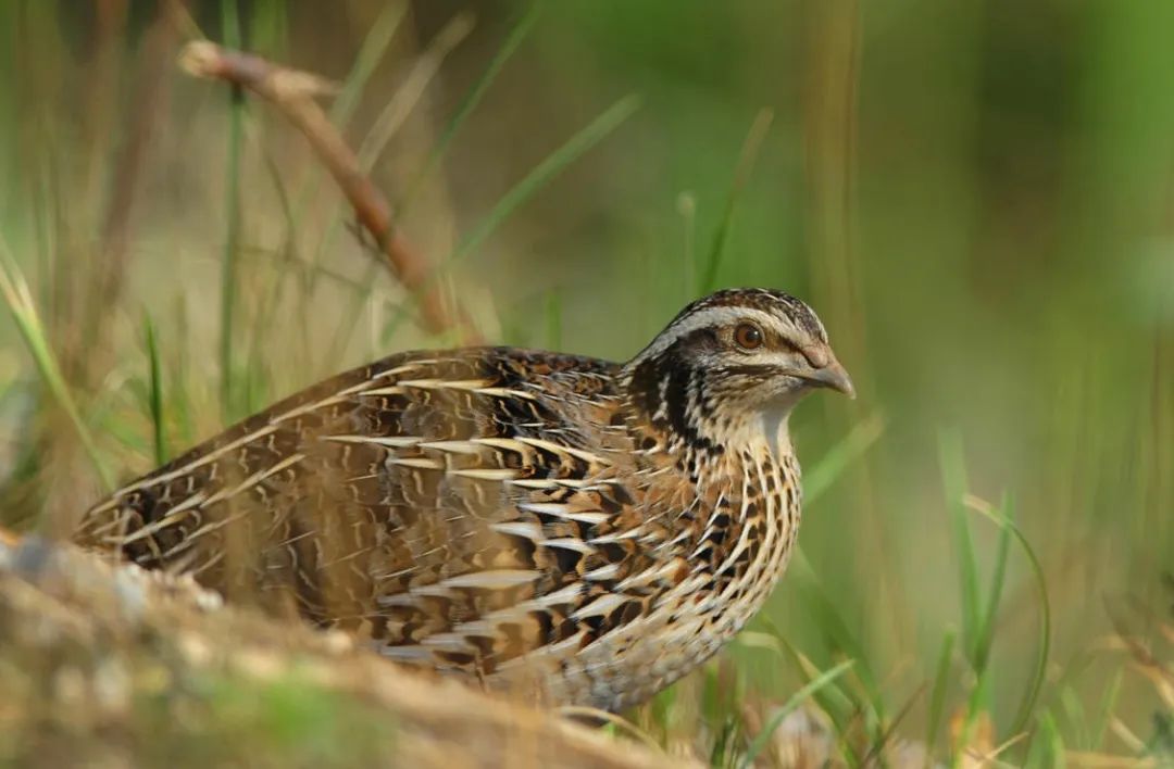 节气清明春意正浓,节气清明简介