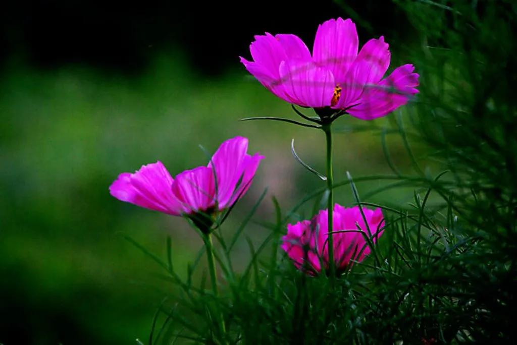 备战高考励志演讲稿15篇,演讲稿范文高考2020