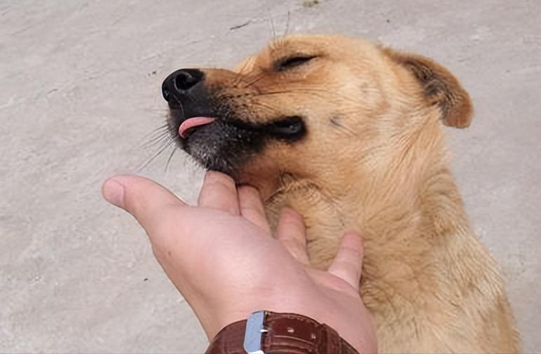 狗狗身上有四处“摸不得”，当心心理问题找上门