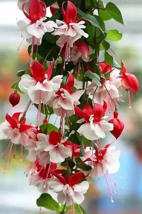 倒挂金钟花图片大赏,开单放鞭炮庆祝图片图文