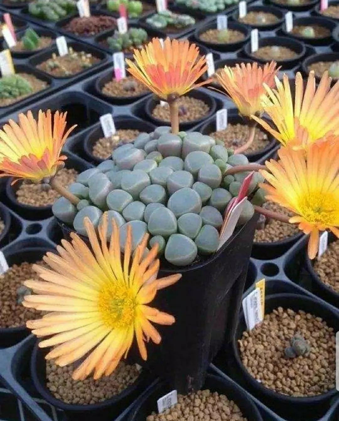 多肉植物石头开花,多肉石头花秋季