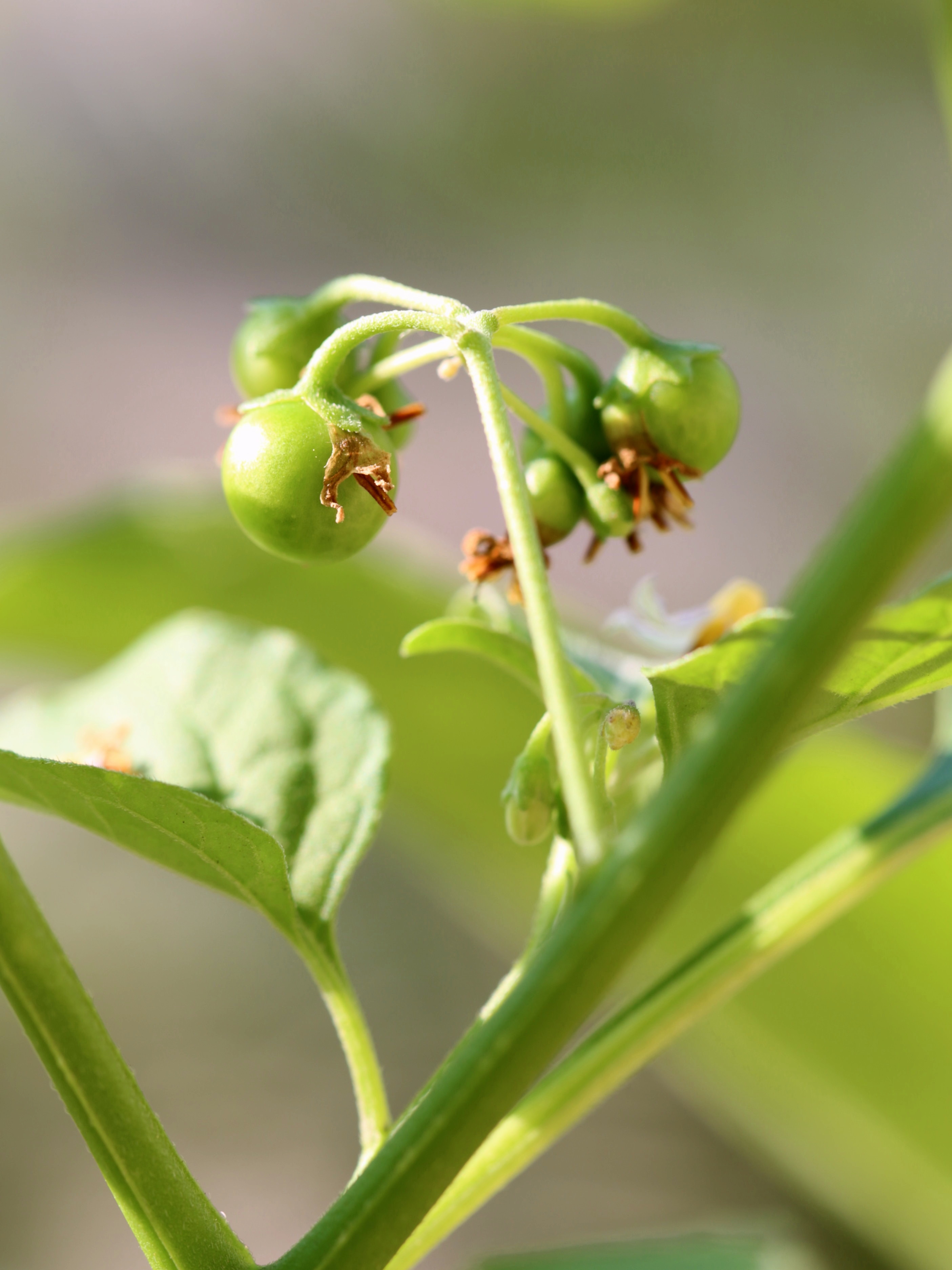 龙葵果小时候的味道,小时候的零食龙葵果