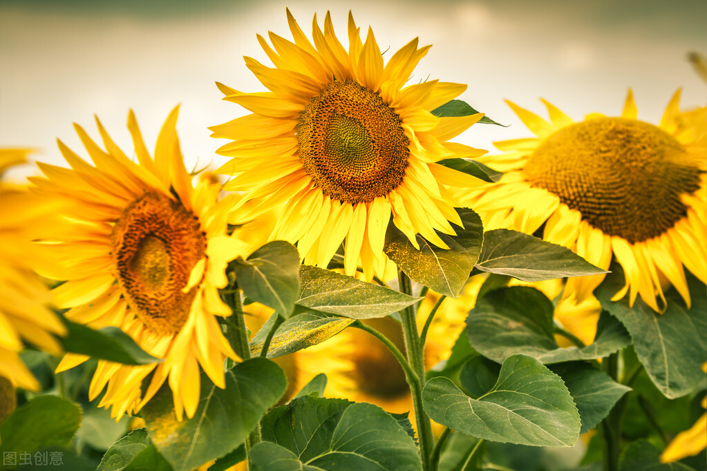 情人节送男友什么礼物上档次,情人节礼物最佳排行榜