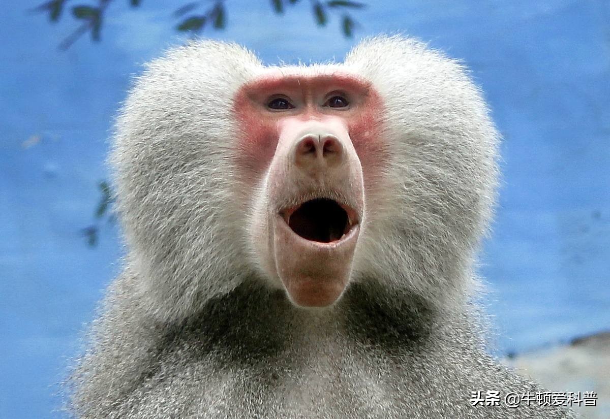最凶残的猴子有多可怕,猴界最厉害的猴子到底是哪一种呢