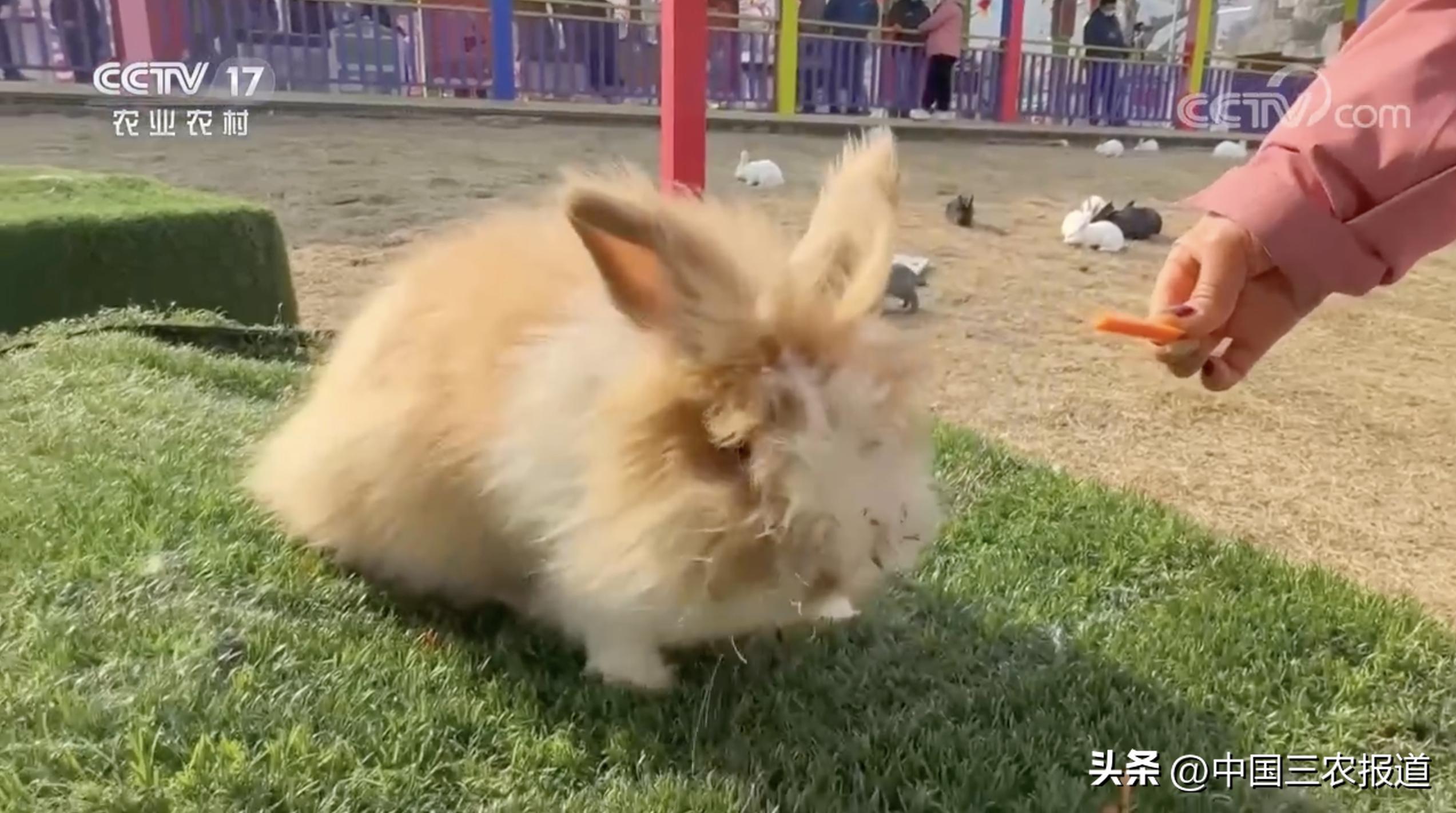 小白兔分别有哪13种生活习性,小白兔是什么种类的兔子