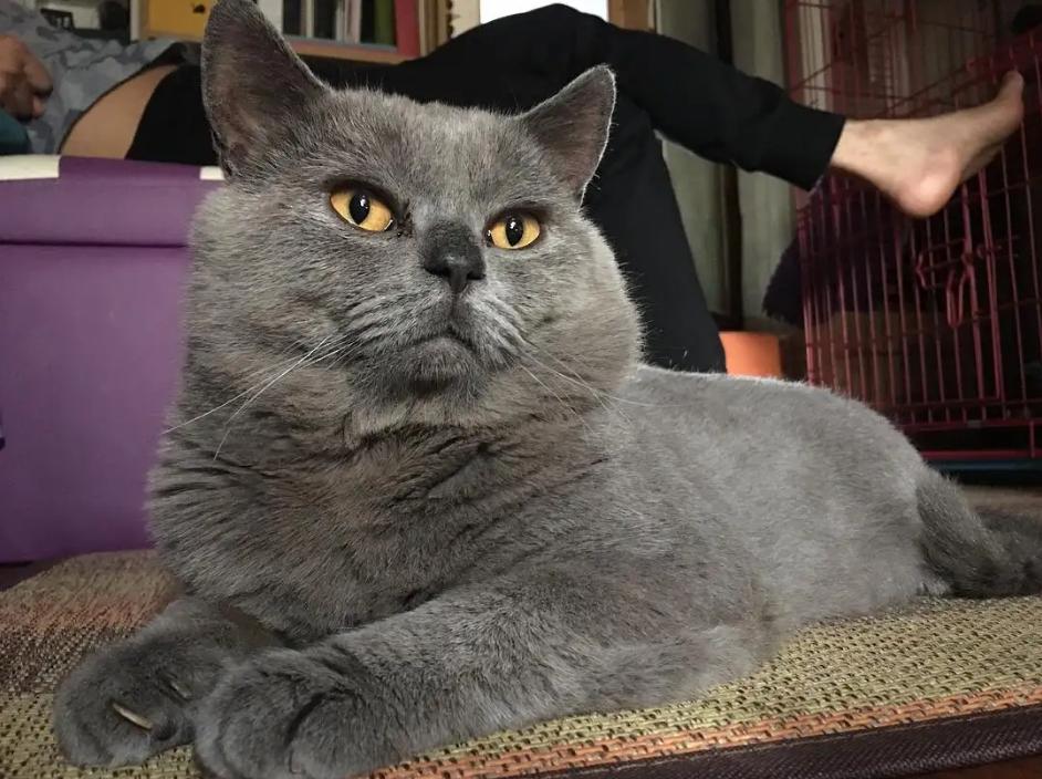 英国短毛猫怕冷还是怕热,英短猫怕冷还是怕热