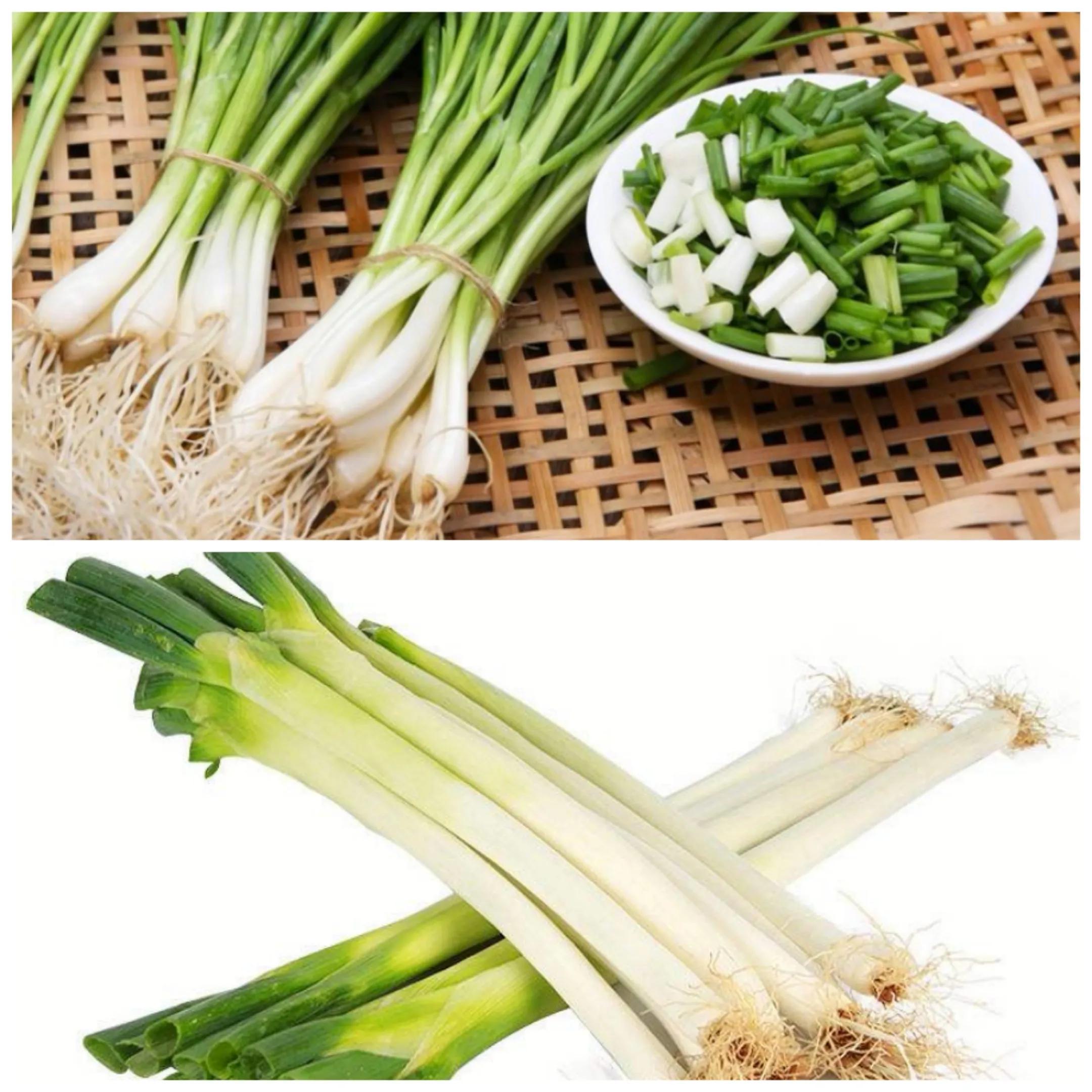 百合科葱属植物都有什么,植物学授课视频