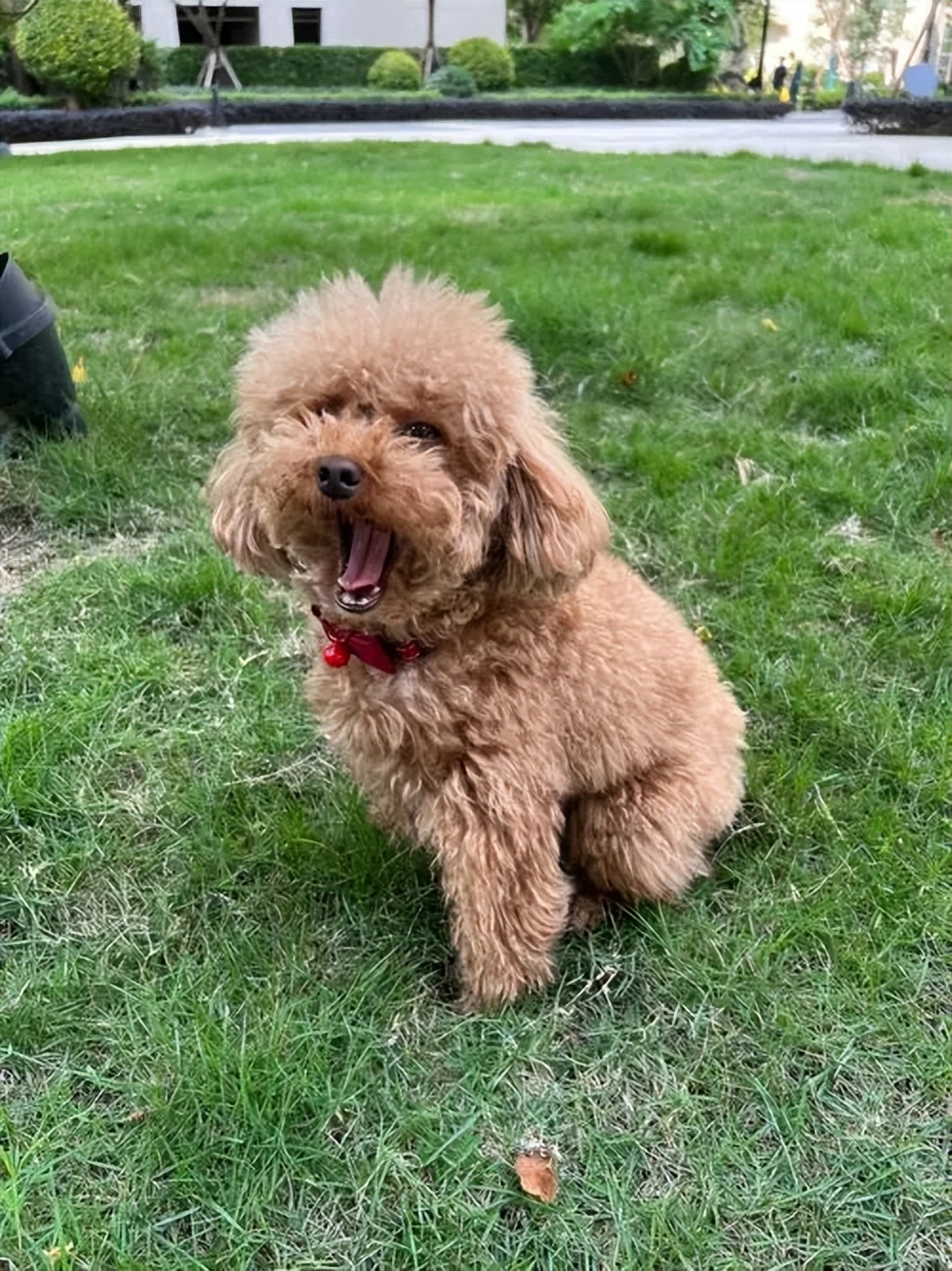 1岁泰迪的饲养方法是什么,一岁泰迪狗怎么养新手必看科普