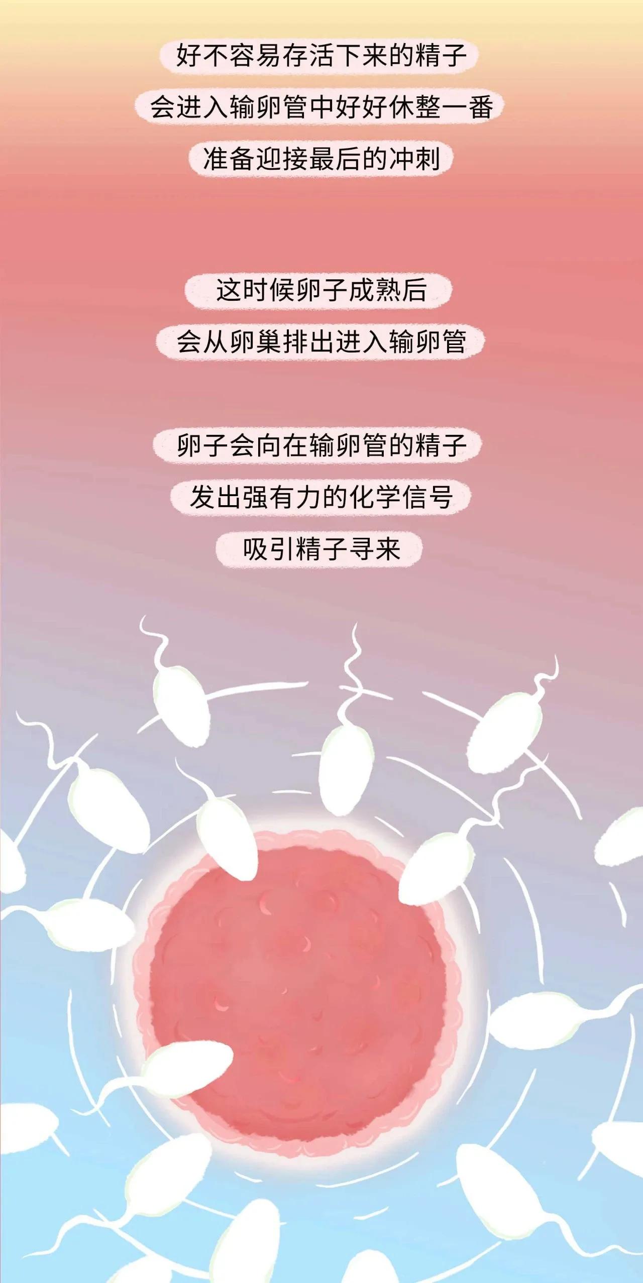 精子进入女生体内的全过程曝光！太励志了吧！