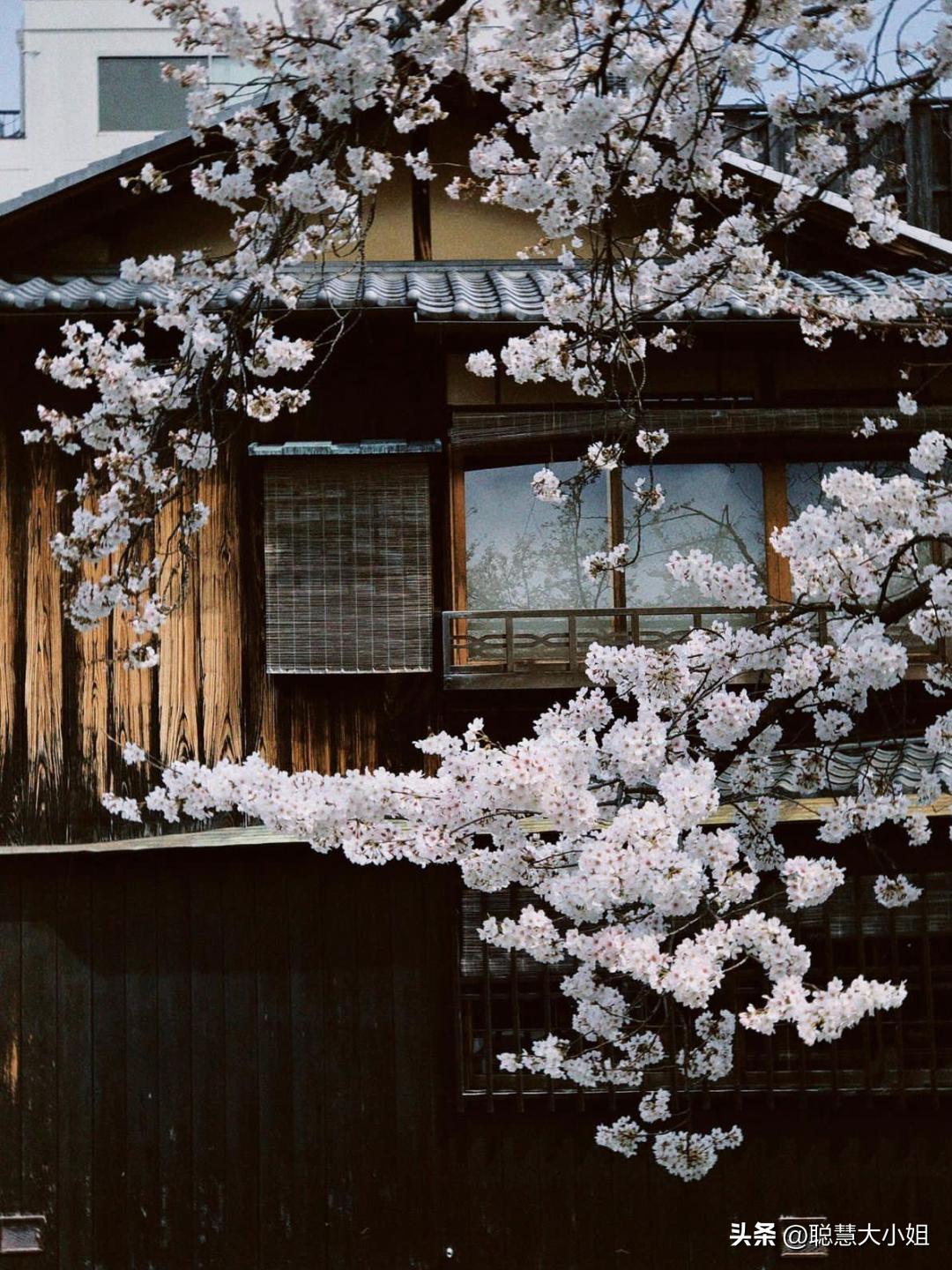 日本樱花花海浪漫之旅,日本旅游看樱花之旅攻略