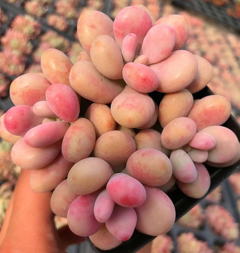 湖南“花二代”开园艺中心，线上一天卖花12万盆，年营业额超2000万元