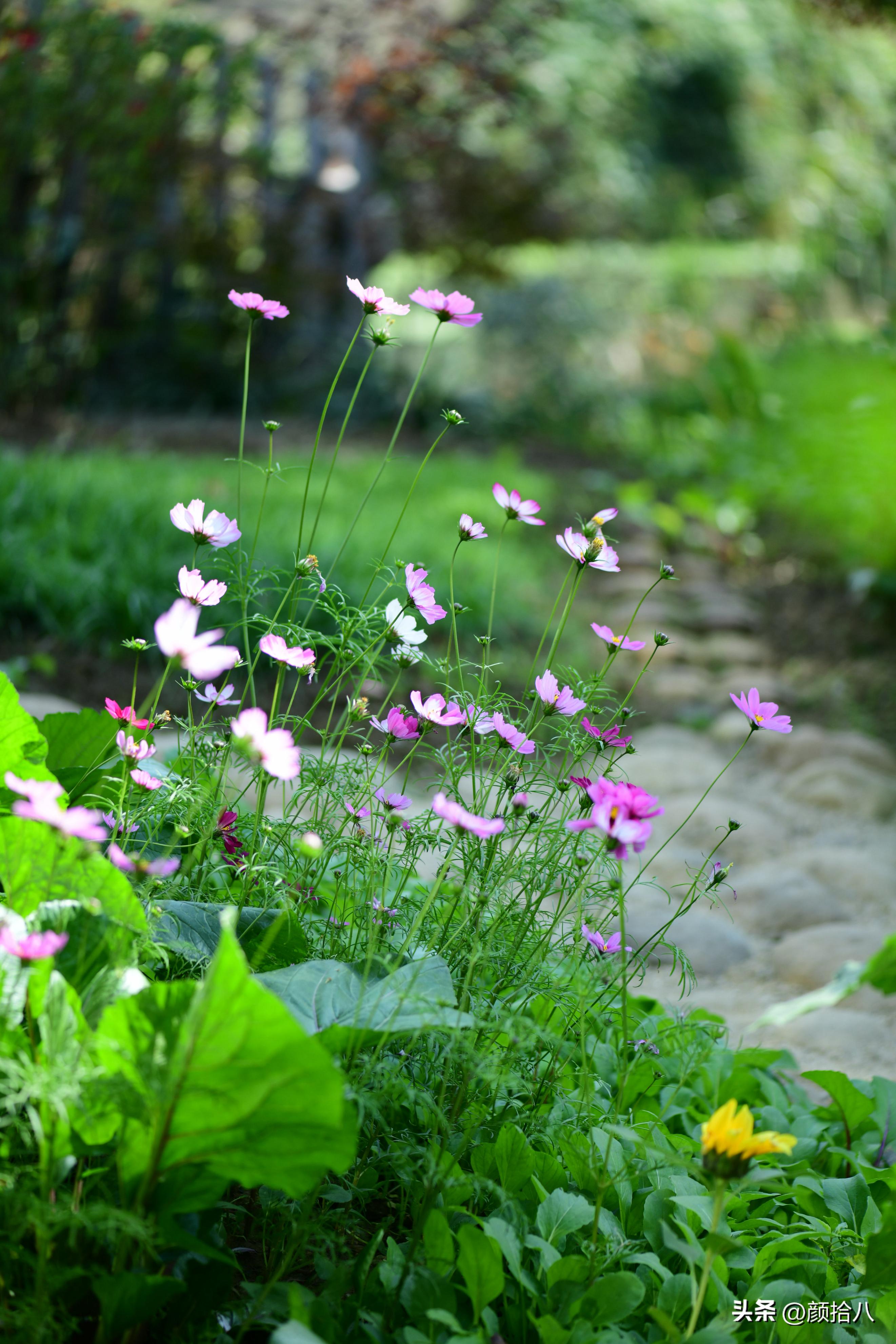 流放到菜地的花儿们，尽情绽放吧，不管在哪里｜园丁