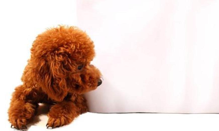 泰迪狗狗拉稀带有血是怎么回事,泰迪狗狗拉稀能自愈吗