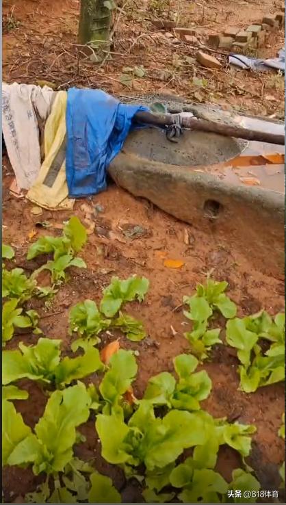 心疼!全红婵家遭台风重创,不少果树被吹断,父母合力修理破损房顶